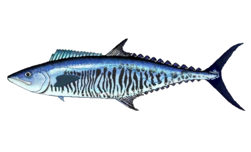 Island mackerel